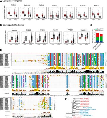 The Role of RAB GTPases and Its Potential in Predicting Immunotherapy Response and Prognosis in Colorectal Cancer